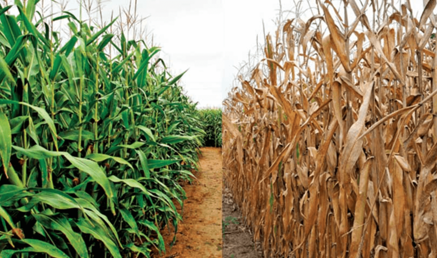 Climate Variability and Crops